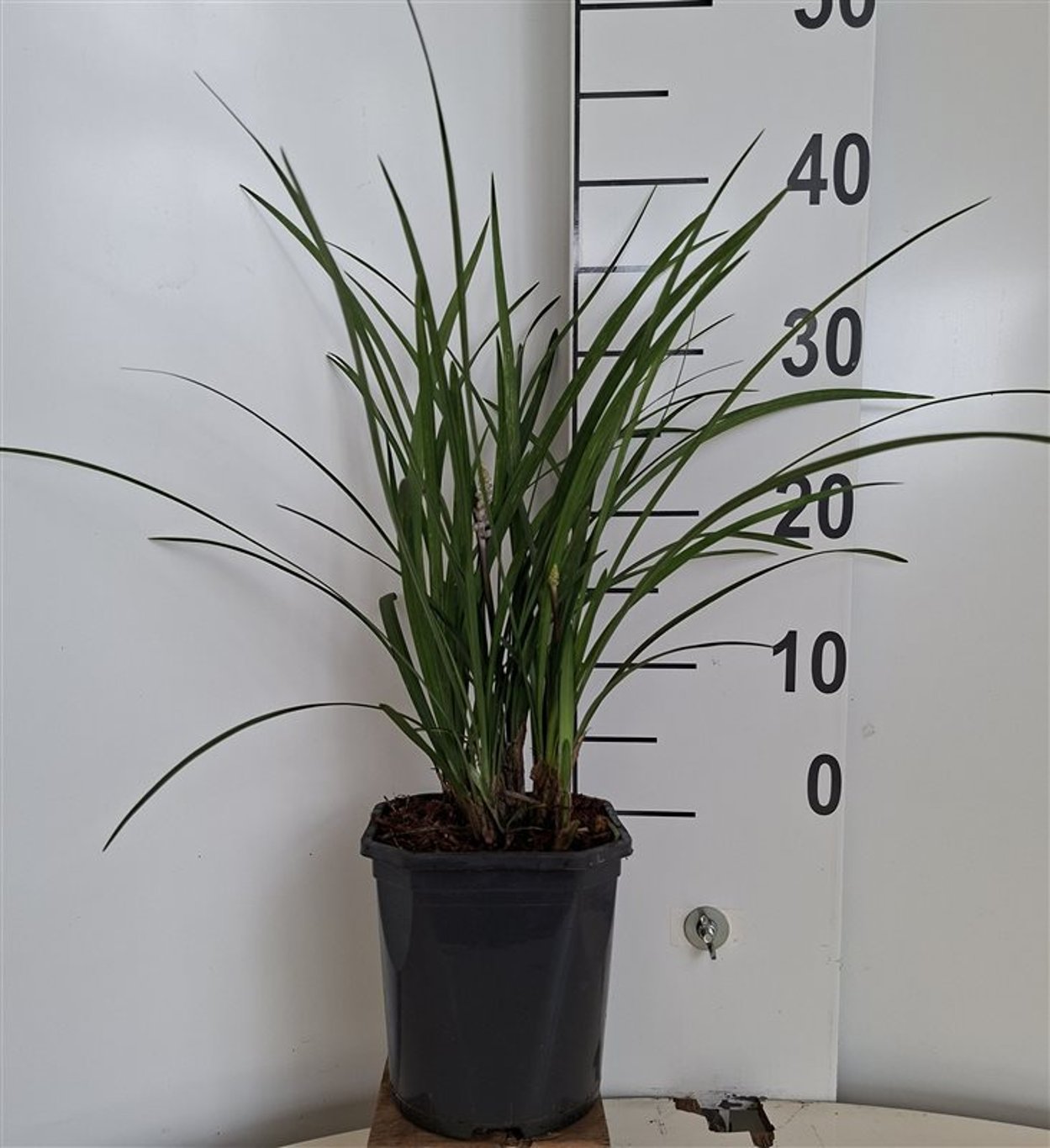 Liriope muscari 'Ingwersen' - C2 25-30 CM